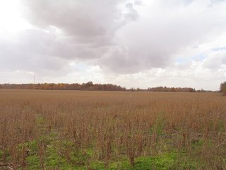 Property photo 2 - 97 +/- Acres Tillable Land Auction